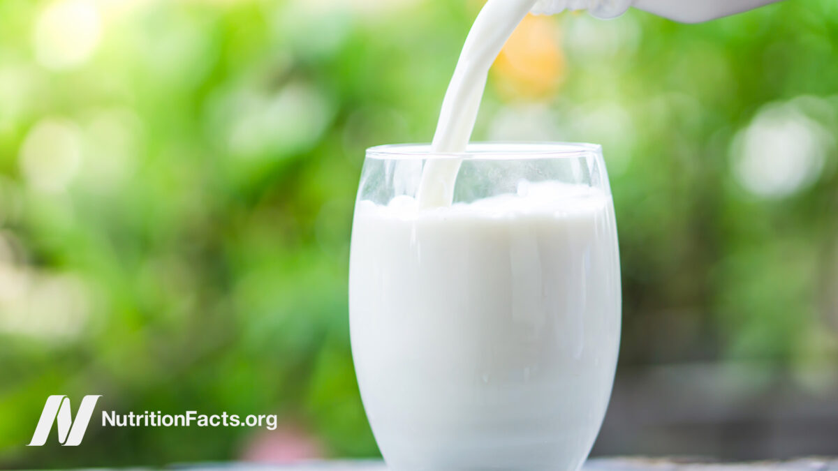 Pourquoi les buveurs de lait vivent-ils en moyenne moins longtemps ?