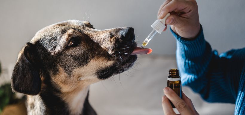Pouvez-vous donner des médicaments humains à votre chien ?